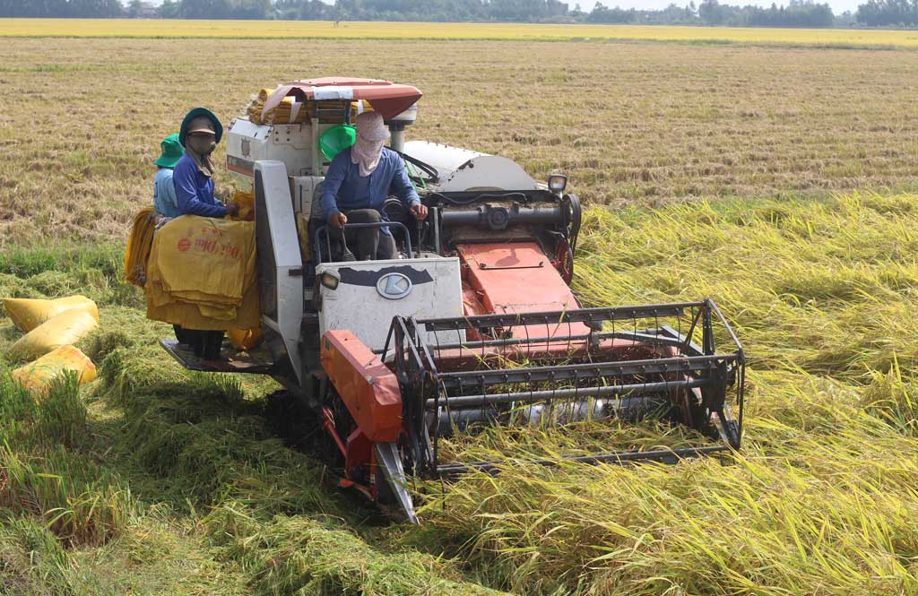 Giá lúa bắt đầu tăng nhẹ trong những ngày qua