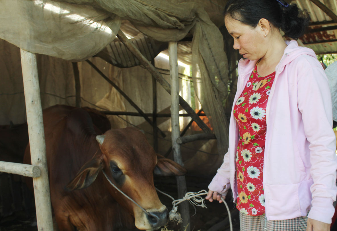 Nhiều hộ nghèo trên địa bàn huyện Mộc Hóa được hỗ trợ nuôi bò từ nguồn vốn vay Ngân hàng Chính sách Xã hội