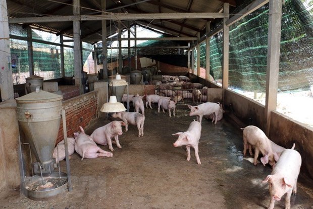 FAO, OIE support Vietnam in tackling African swine fever outbreaks