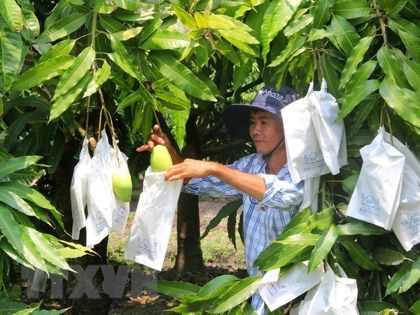 Illustrative image (Photo: VNA)
