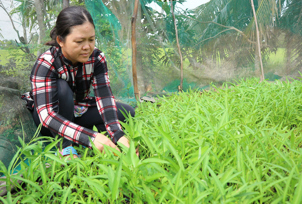 Chị Hồ Thị Hoàng Oanh (ấp 4, xã Mỹ An) trồng rau sạch tại nhà để bảo đảm an toàn vệ sinh thực phẩm cho gia đình