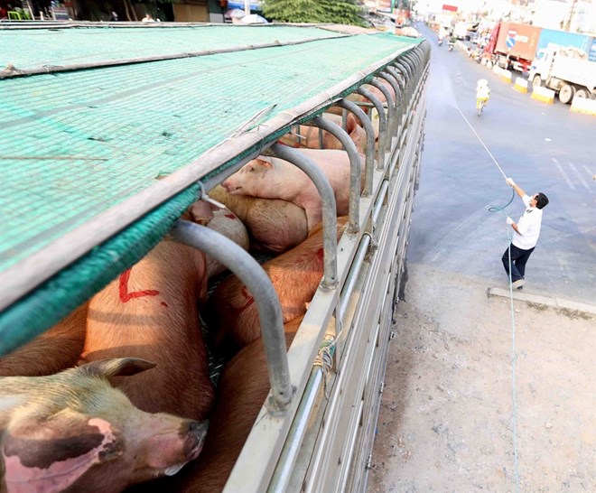 A vet disinfects a truck carrying pigs in the Mekong Delta province of An Giang’s Long Xuyen City. In a bid to prevent African swine fever from spreading, the provincial veterinary department has set up quarantine stations to control the origin of pigs transported to slaughterhouses and the transportation of pig products. (Photo: VNA)