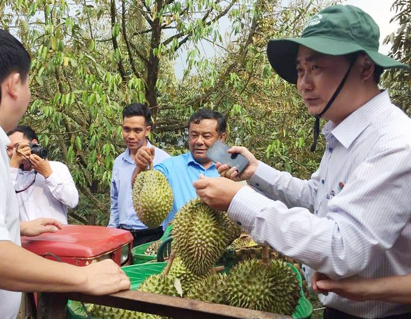 Các đại biểu tham quan vườn sầu riêng