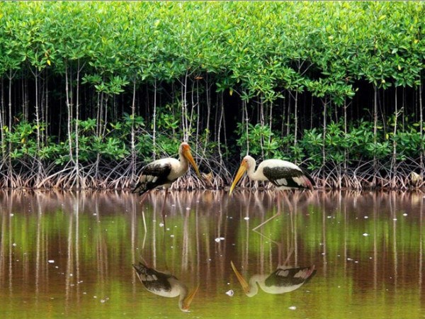 At Con Dao National Park (Source: baotainguyenmoitruong.vn)