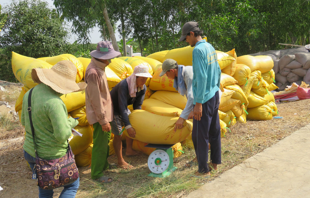 Nông dân xã Thủy Tây, huyện Thạnh Hóa trúng mùa, được giá vì liên kết sản xuất