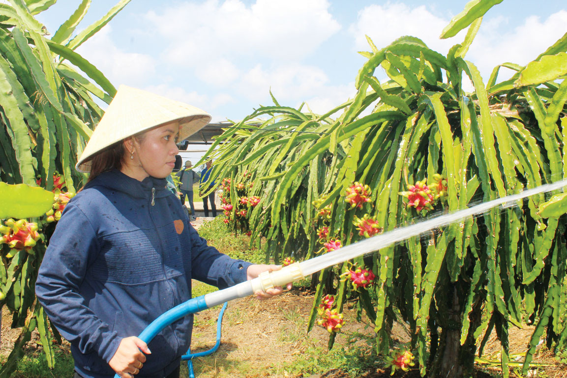 Chị Đoàn Thị Mộng Trinh sử dụng hiệu quả nguồn vốn vay