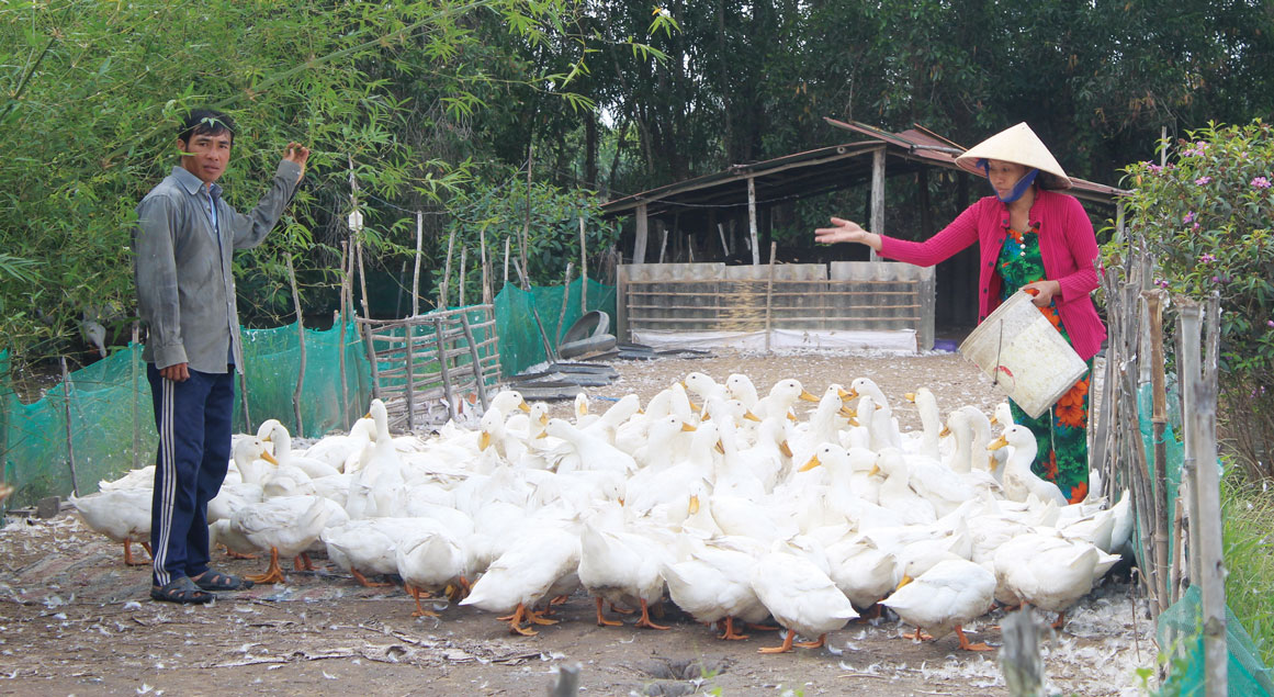 Vợ chồng anh Nguyễn Thanh Tài vươn lên làm giàu nhờ nguồn vốn vay