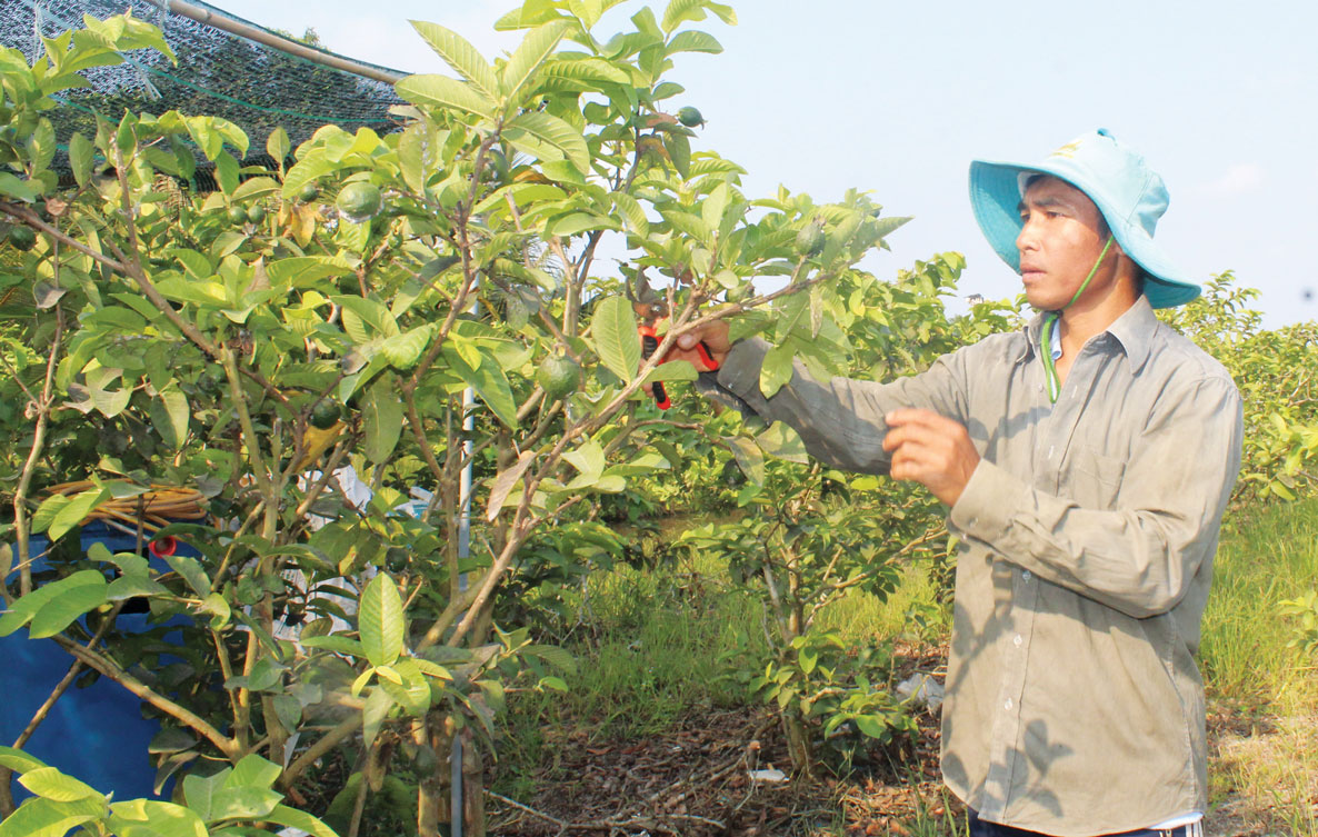 Vợ chồng anh Nguyễn Thanh Tài vươn lên làm giàu nhờ nguồn vốn vay