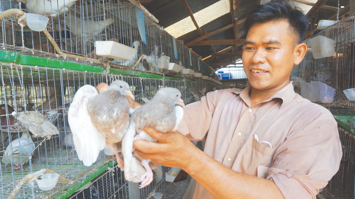 Anh Lê Hoài Hận đang nuôi 1.000 cặp bồ câu sinh sản, mỗi tháng, xuất bán khoảng 1.200 con bồ câu thương phẩm