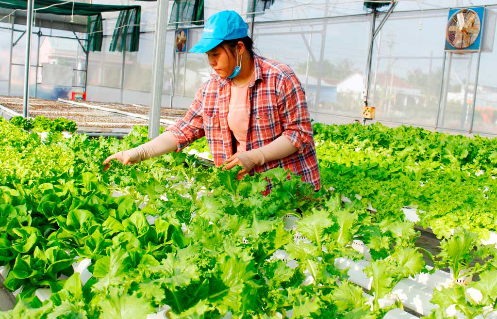 Liên kết trong sản xuất mang lại hiệu quả cao (trong ảnh: Sản xuất rau theo hướng an toàn tại Hợp tác xã rau Phước Hòa, huyện Cần Đước)