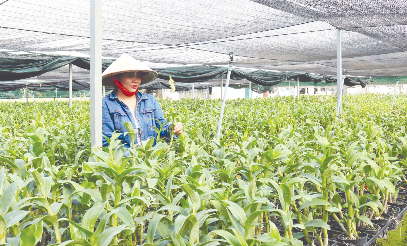 Vườn lan của gia đình anh Nguyễn Hữu Trường tạo việc làm thường xuyên cho gần 10 lao động địa phương