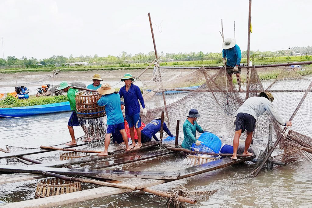 Hướng đến mục tiêu phát triển nông nghiệp bền vững Khai thác tốt lợi thế, tiềm năng về nuôi trồng thủy sản của địa phương