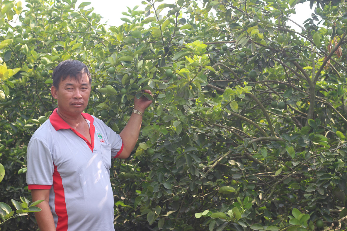 Chanh tăng giá, nông dân phấn khởi Thời tiết nắng nóng như hiện nay, giá chanh có thể sẽ tiếp tục tăng cao
