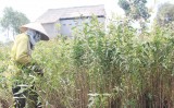 Rừng tràm chuyển mình