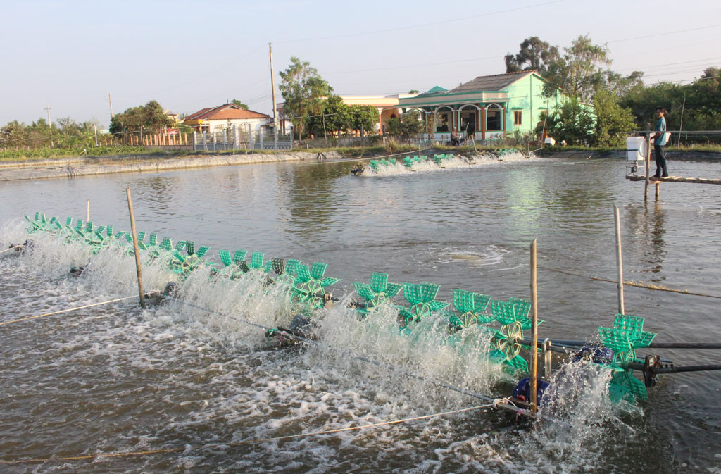 Nông dân nuôi tôm ứng dụng một phần công nghệ cao mang lại hiệu quả bước đầu