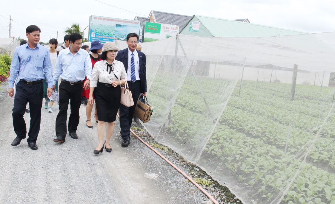 Chương trình Mỗi xã một sản phẩm - Đòn bẩy phát triển nông nghiệp Trung tâm Phát triển nông thôn - SAEMAUL UNDONG - thuộc Trường Đại học Khoa học Xã hội và Nhân văn, Đại học Quốc gia TP.HCM, khảo sát vùng trồng cải bẹ xanh tại Hợp tác xã Rau an toàn Mười Hai