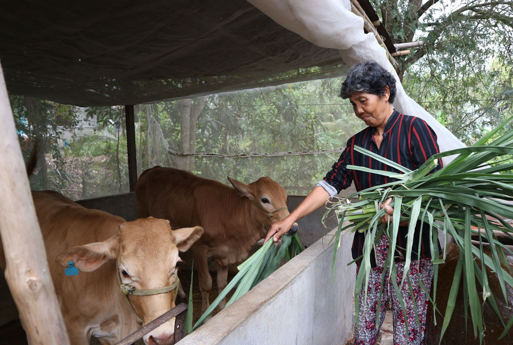 Được hỗ trợ vốn nuôi bò, thu nhập của gia đình bà Phan Thị Kim Yến từng bước được cải thiện