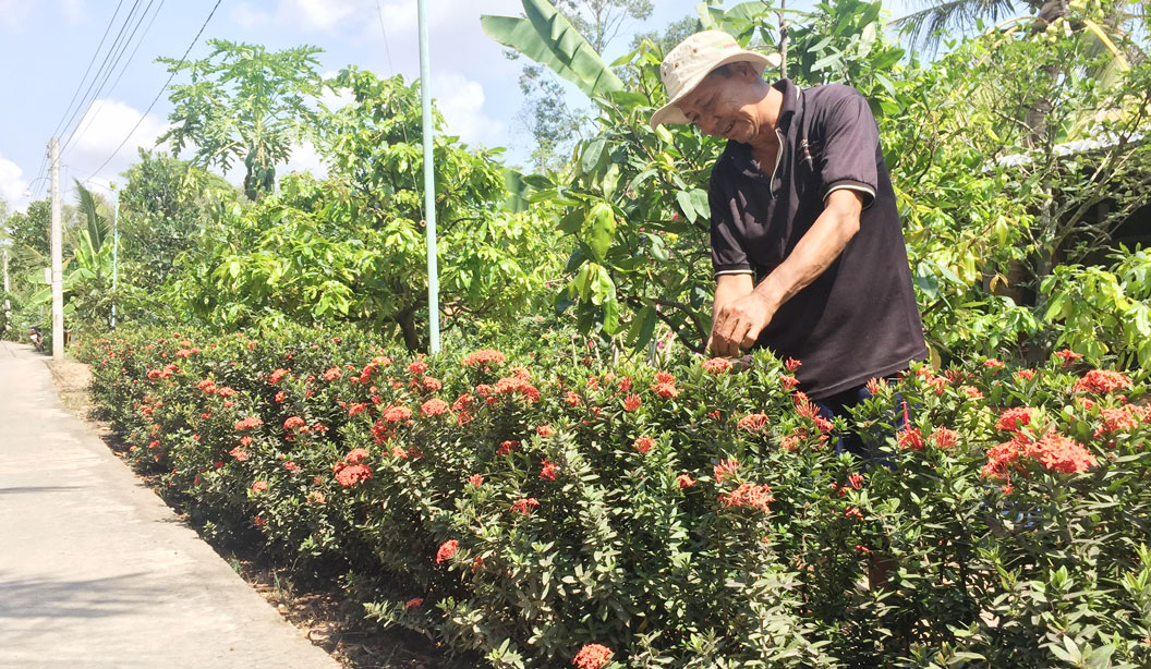 Hội viên nông dân ấp Thanh An (xã Hậu Thạnh Tây) chăm sóc hàng rào cây xanh trước nhà