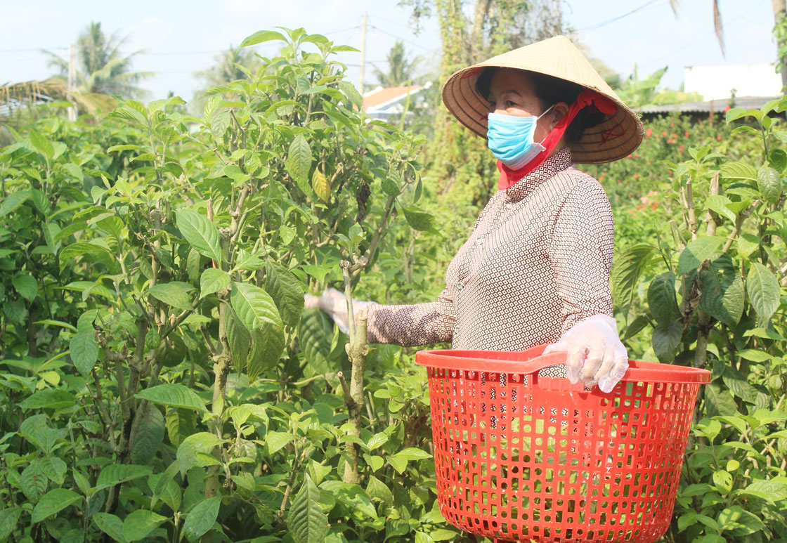 Bà Cưng tận dụng các loại rau trong vườn làm thức ăn cho thỏ