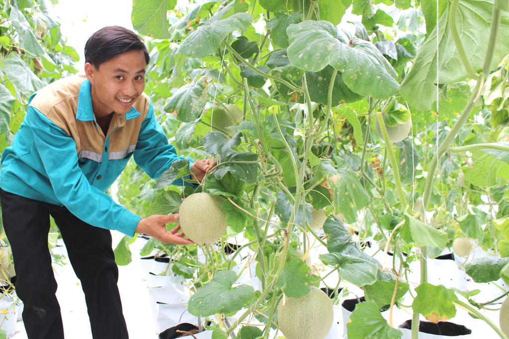 Qua thời gian sản xuất dưa lưới sạch, anh Đinh Bạt Quy thực hiện ý tưởng Rau quả sạch Tâm-Nông-Việt dự thi với mong muốn mở rộng quy mô sản xuất và thị trường tiêu thụ.