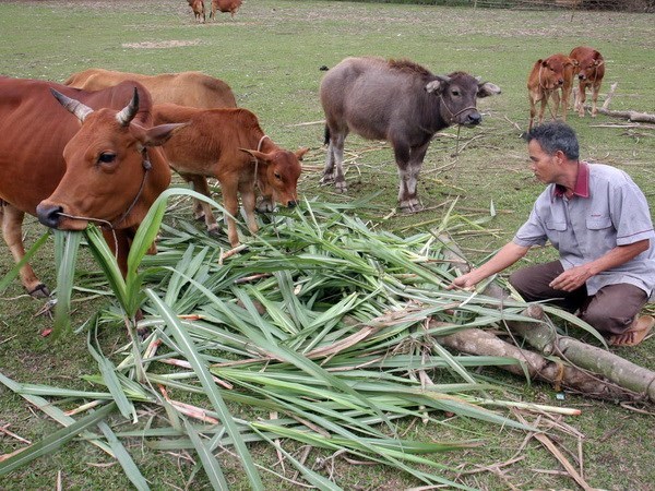 Nearly 28 billion VND to ease poverty in Long An province The national target programme on sustainable poverty reduction in 2019 will support production develoment in Long An province. (Photo: VNA)