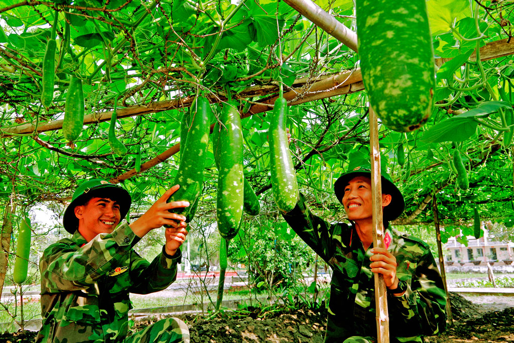 Tiểu đoàn 1, Trung đoàn 738 chú trọng tăng gia sản xuất