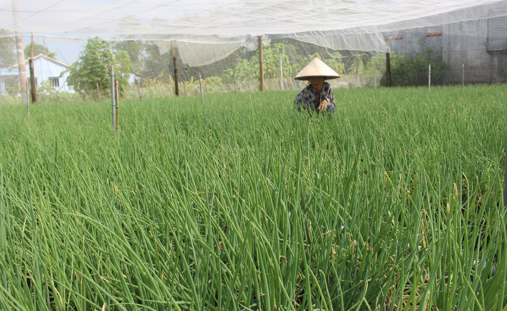 Sản xuất nông nghiệp ứng dụng công nghệ cao có những bước tiến đáng kể