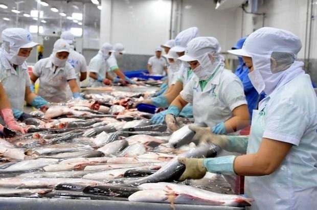 Chủ động trước rào cản khi xuất khẩu sang thị trường CPTPP Chế biến cá tra xuất khẩu. (Ảnh: An Hiếu/TTXVN)
