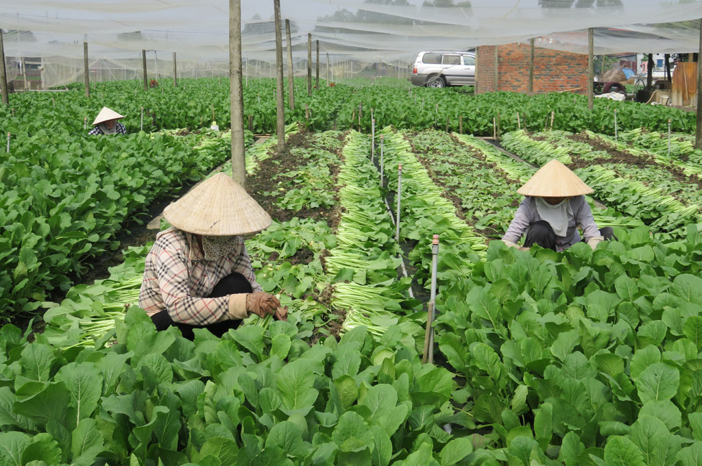 Rau an toàn là một trong những sản phẩm được kết nối thương mại thời gian qua