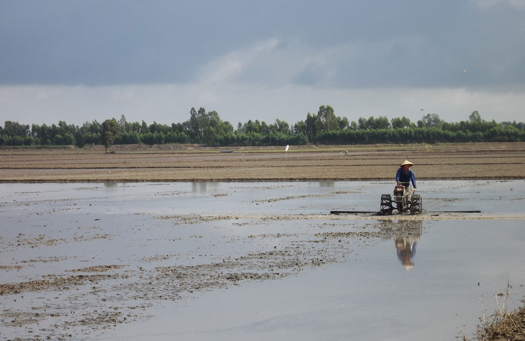 Nông dân cần tuân thủ khuyến cáo gieo sạ lúa Hè Thu 2019 để đạt hiệu quả