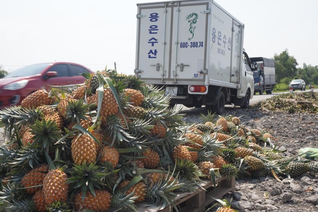 Vùng trồng khóm và khoai mỡ: Cần đầu tư kết cấu hạ tầng và tìm đầu ra cho nông sản Cây khóm cần có đầu ra ổn định, trong ảnh thương lái bán lẻ khóm ven QLN2.