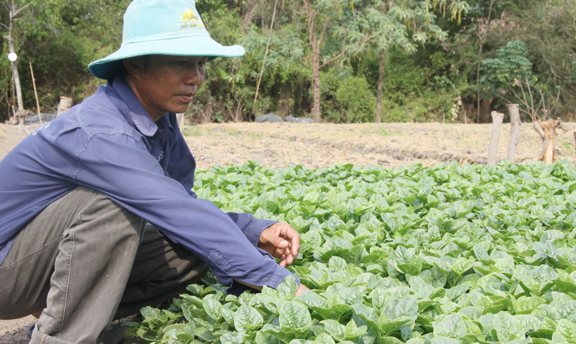 Anh Phan Thanh Tùng luôn học hỏi và nỗ lực trong quá trình sản xuất nông nghiệp