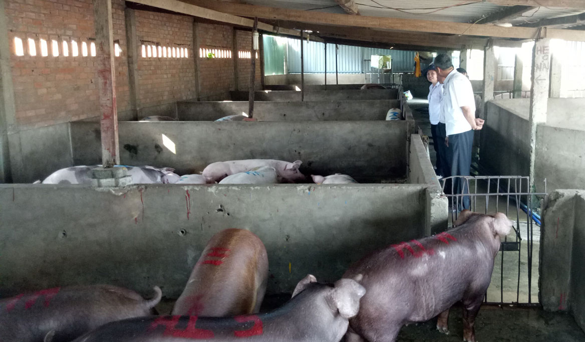Các hộ chăn nuôi cần tiêm phòng các bệnh truyền nhiễm nguy hiểm cho gia súc