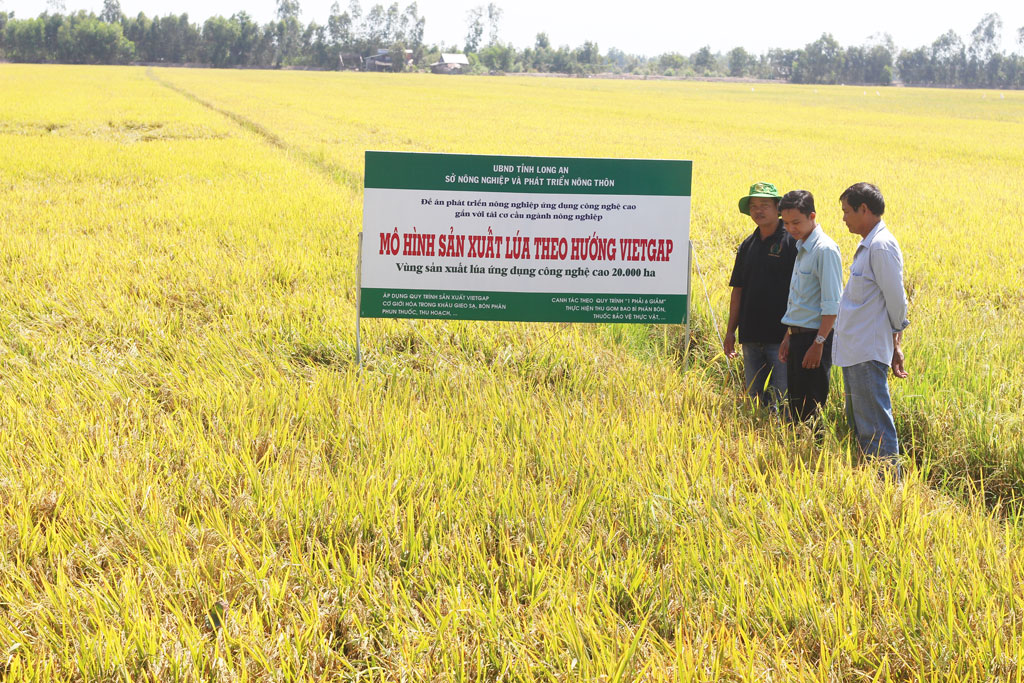 Farmers still face many difficulties in producing high-tech application rice