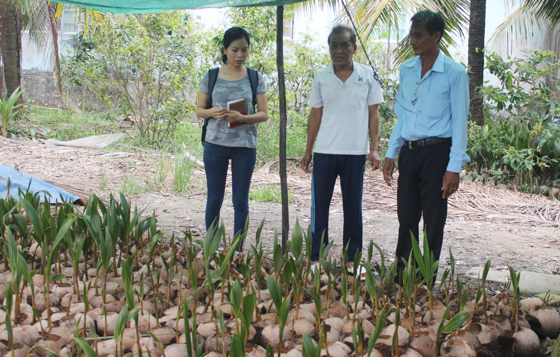 Ông Tài (giữa) chia sẻ bí quyết ươm dừa giống