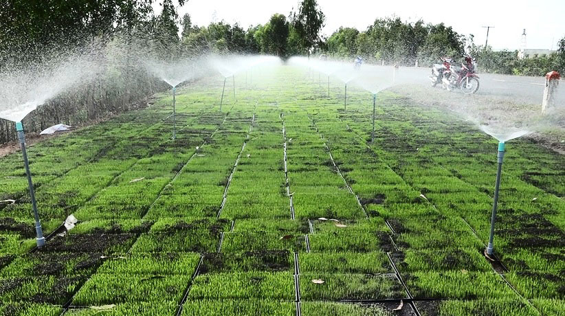 Sản xuất lúa ứng dụng công nghệ cao mang lại nhiều lợi ích thiết thực cho nông dân. Ảnh: Tuấn Hùng