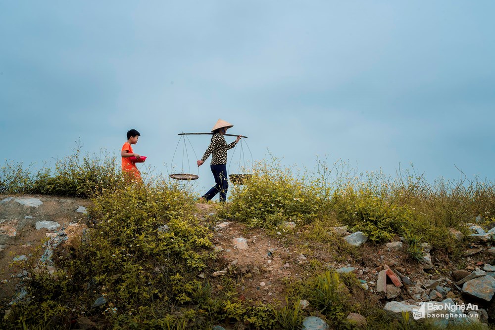 Theo mẹ ra đồng rau nhót ven đê là hình ảnh quen thuộc với nhiều đứa trẻ ở một số vùng quê Quỳnh Lưu, thị xã Hoàng Mai... Ảnh: Nhật Thanh