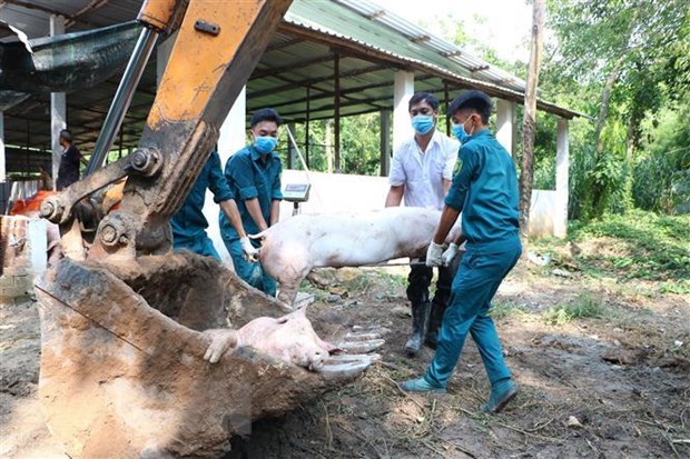 Lực lượng chức năng tiêu hủy lợn bị dịch bệnh tại Bình Dương. (Ảnh: Huyền Trang/TTXVN)