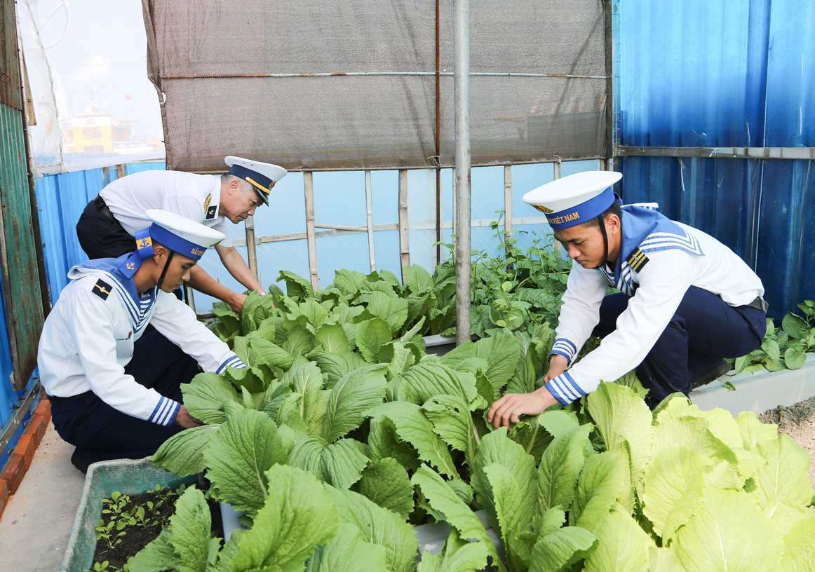 Cán bộ, chiến sĩ đảo Núi Le A chăm sóc rau xanh