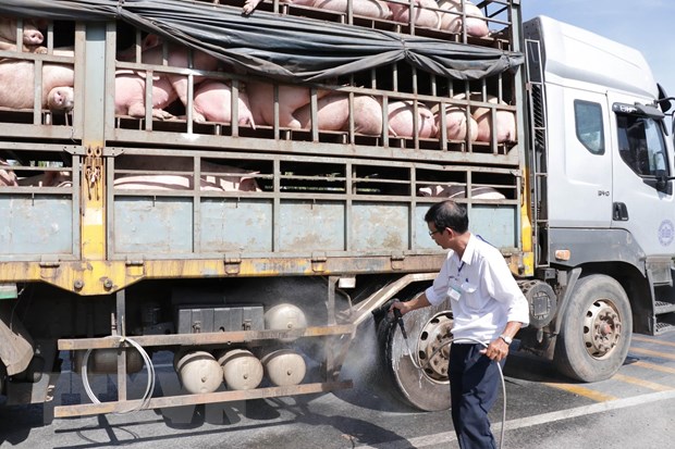 Cán bộ thú y phun thuốc tiêu độc, sát trùng phương tiện vận chuyển lợn. (Ảnh Công Trí/TTXVN)