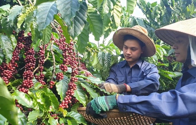 Bayer helps Vietnam develop high-tech agriculture The Dip Protection solution introduced by Bayer helps coffee farmers to replant coffee successfully (Photo: VNA)
