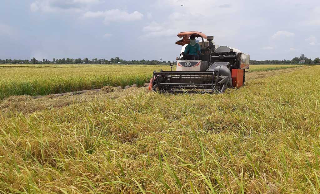 Chủ động phòng trừ sâu, bệnh để có vụ mùa bội thu