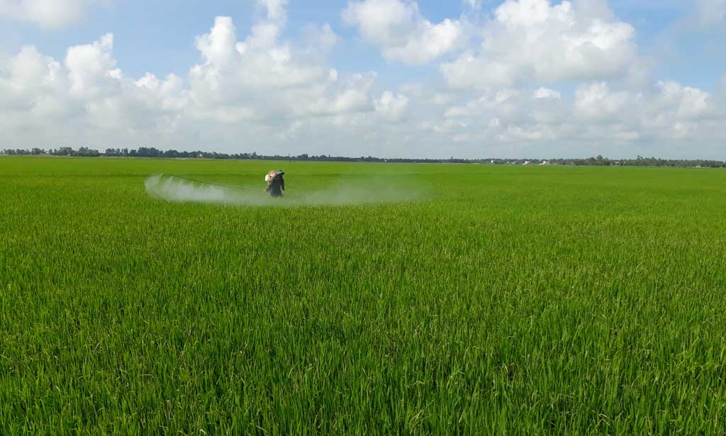 Chủ động phòng trừ sâu, bệnh để có vụ mùa bội thu