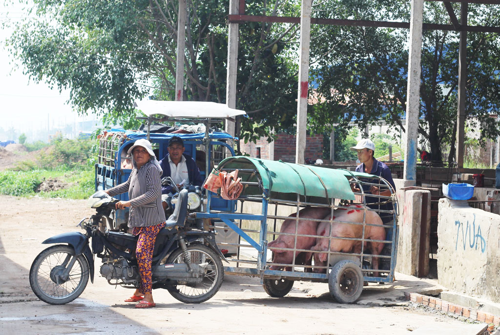 Kiểm tra, giám sát các chốt kiểm dịch, trạm trung chuyển heo trên địa bàn huyện Đức Hòa