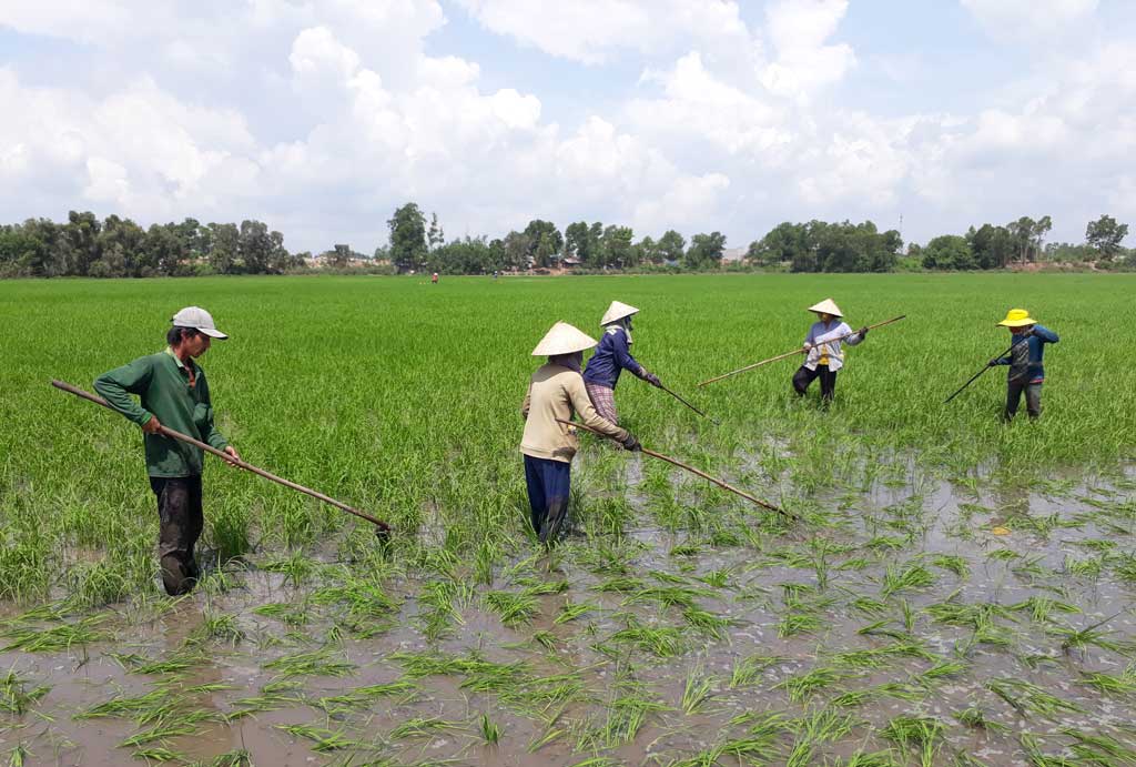 Chủ động phòng trừ sâu, bệnh để có vụ mùa bội thu