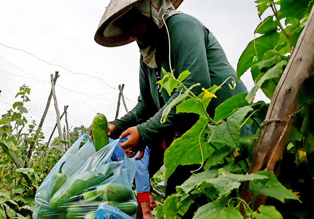Người dân chủ động sử dụng  phân bón Việt trong sản xuất nông nghiệp