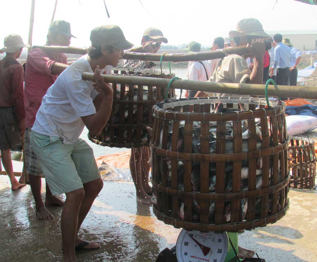 Phát triển thủy sản ở tiểu vùng Đồng Tháp Mười còn khó khăn