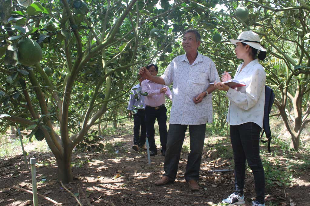 Kinh tế gia đình ông Trần Văn Ngoan ngày càng phát triển nhờ nguồn vốn tín dụng chính sách