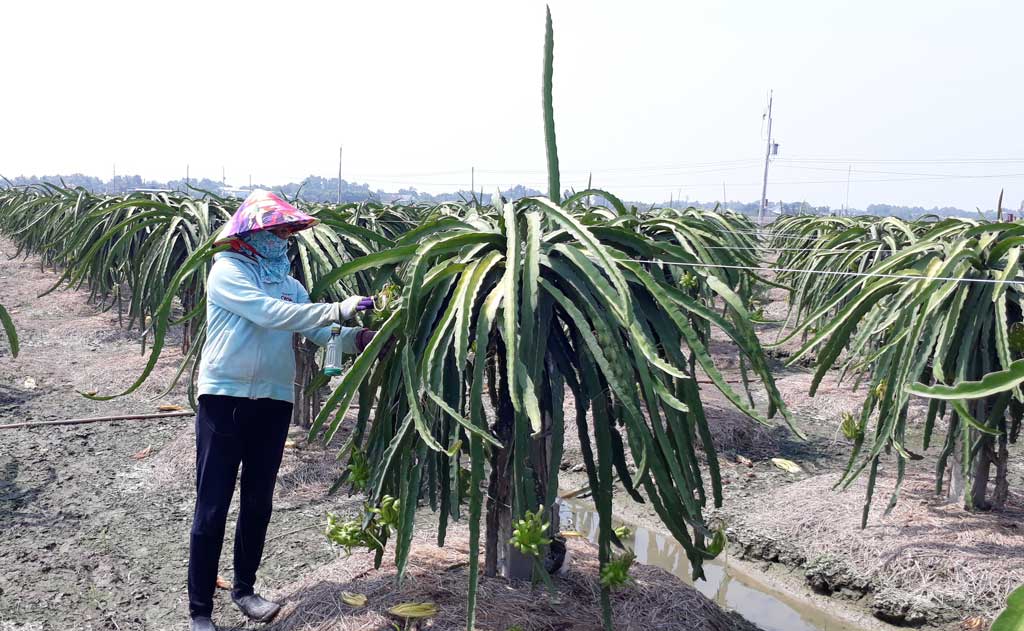 Nhựt Ninh tập trung xây dựng hoàn thành xã nông thôn mới Tăng cường hỗ trợ khoa học - kỹ thuật cho người dân nâng cao thu nhập