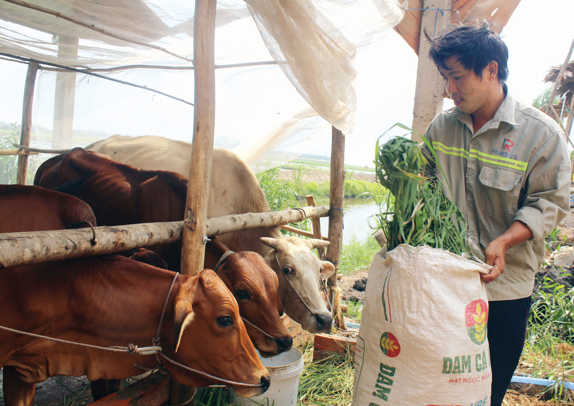 Anh Đặng Minh May được hỗ trợ bò giống phát triển kinh tế gia đình